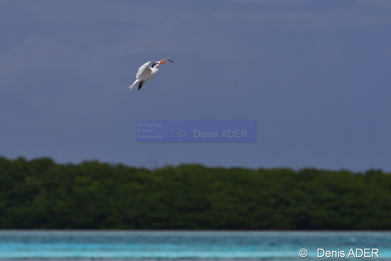 Thalasseus maximus Sterna maxima Sterne royale Royal Tern DSC_8366_00114_tn.jpg